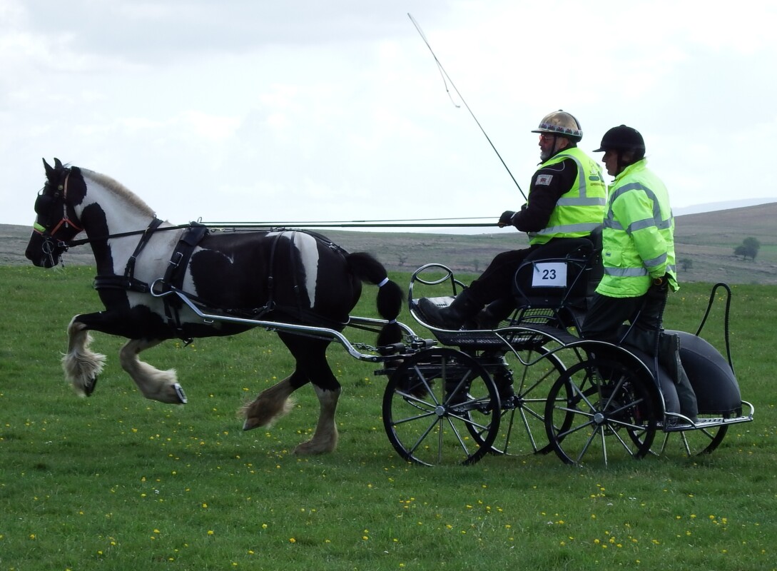 Horse Drawn Marathon, Competition and Pleasure driving Carriages.
