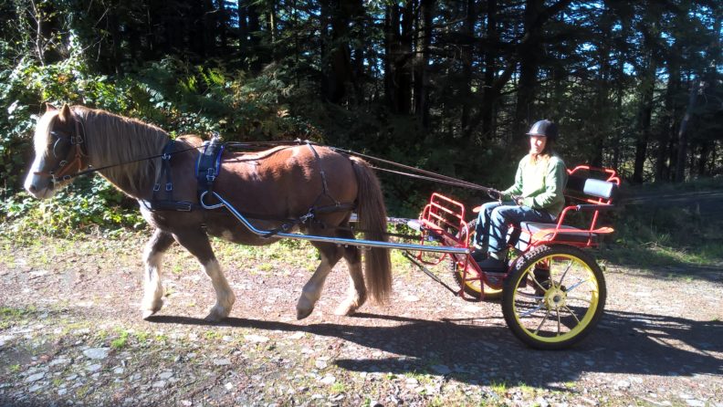 Cruiser Horse (MXH) 13 to 15.2hh. From £3095