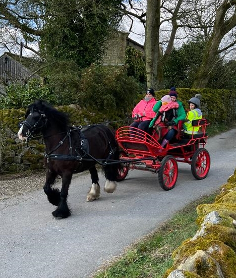 Lepus Pony Pleasure Driving Pair Carriage for 14.2hh Upwards Pair or single. Almost new.   £3450 no VAT.