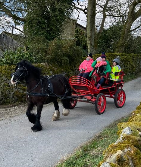 Lepus Pony Pleasure Driving Pair Carriage for 14.2hh Upwards Pair or single. Almost new.  SPECIAL OFFER PRICE £3500